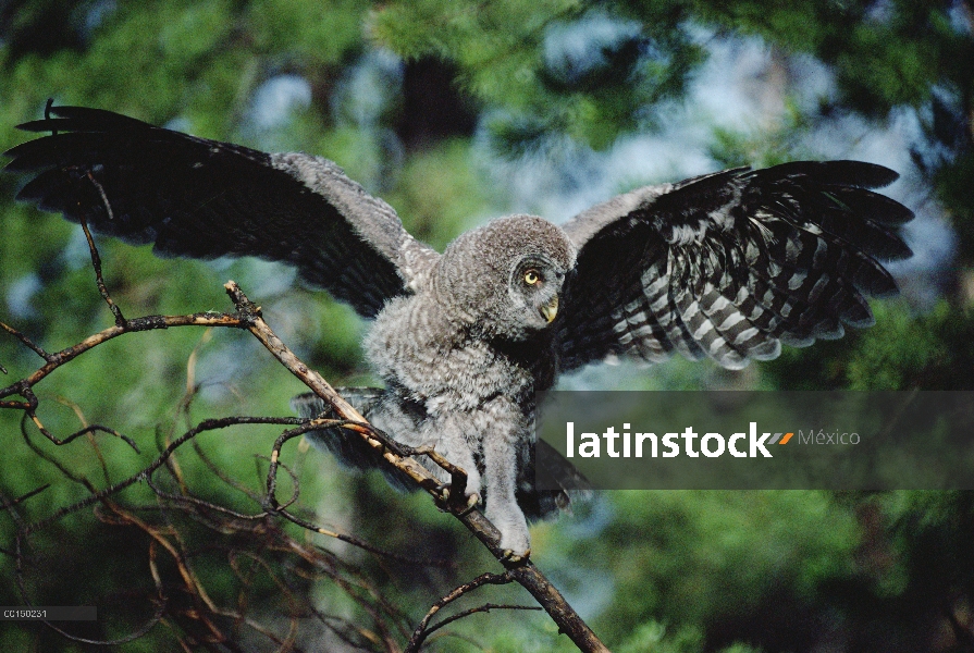 Gran pájaro joven Gray Owl (Strix nebulosa) equilibrio sobre rama de árbol, Idaho