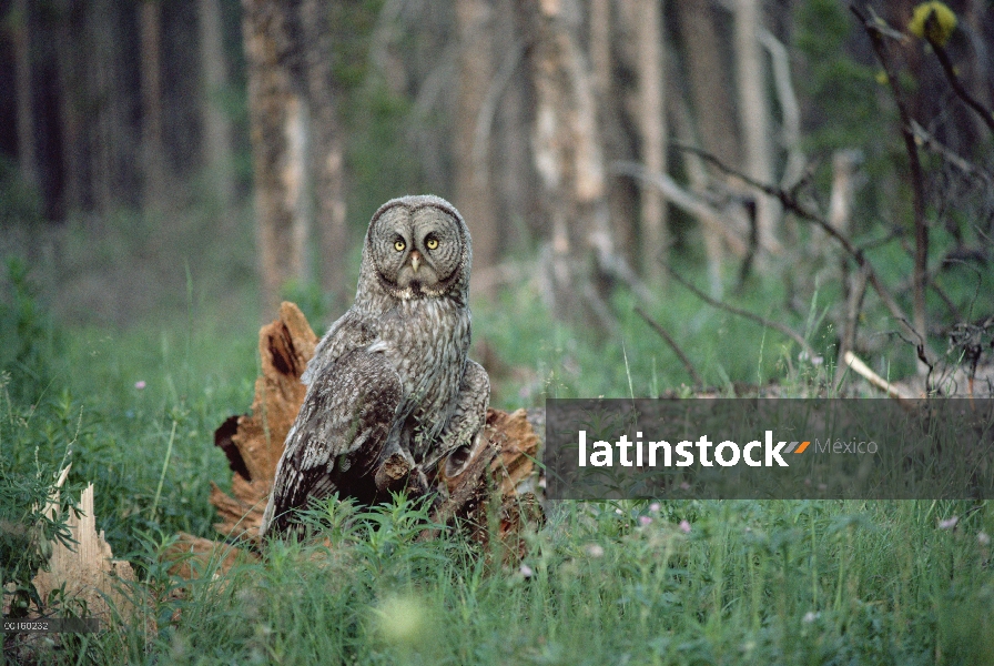 Gris cárabo (Strix nebulosa) percha de árbol caído en el suelo del bosque, Idaho