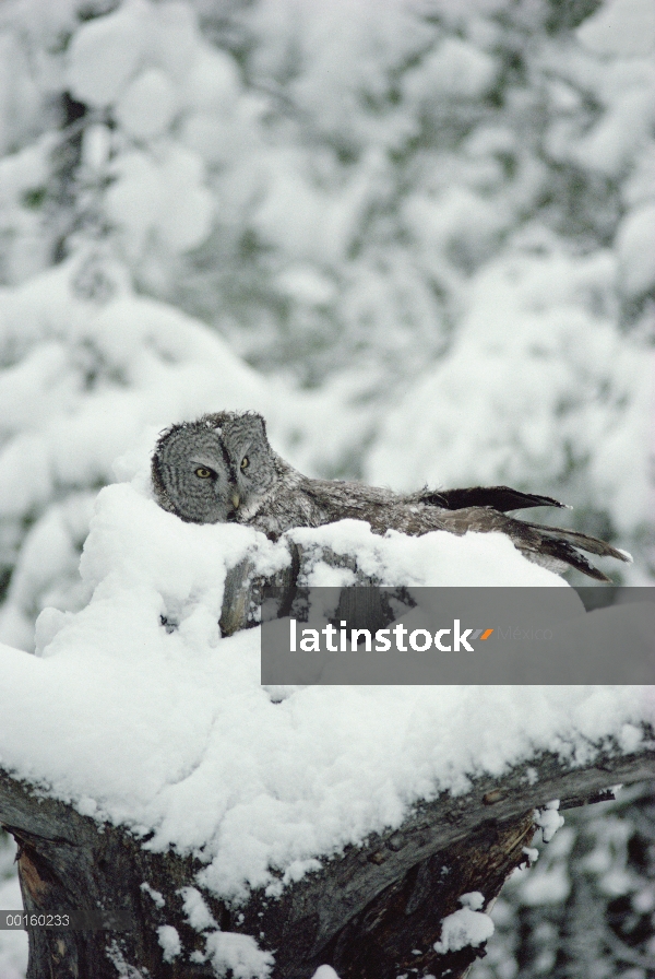 Gran padre de Gray Owl (Strix nebulosa) incubando los huevos en el nido mientras que cubiertas de ni