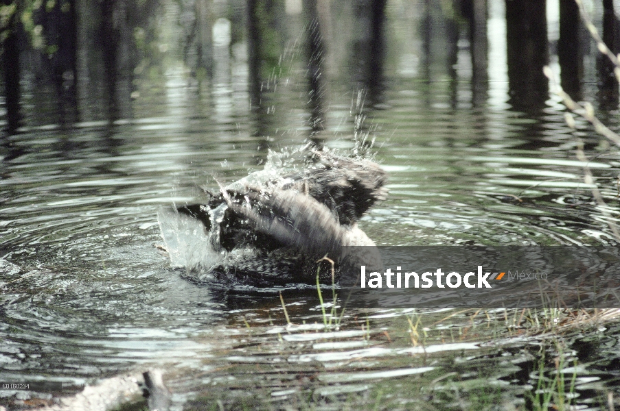 Gran hombre Gray Owl (Strix nebulosa) bañándose en un arroyo en un día caluroso de julio, Idaho