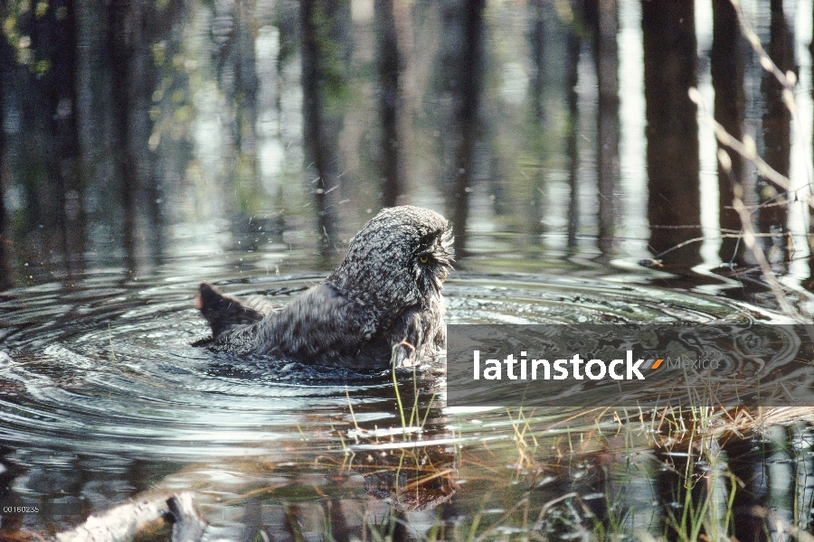 Gran hombre Gray Owl (Strix nebulosa) bañándose en un arroyo en un día caluroso de julio, Idaho