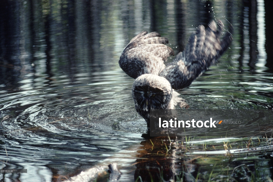 Gris cárabo (Strix nebulosa) subiendo un tronco sumergido, después de bañarse, Idaho