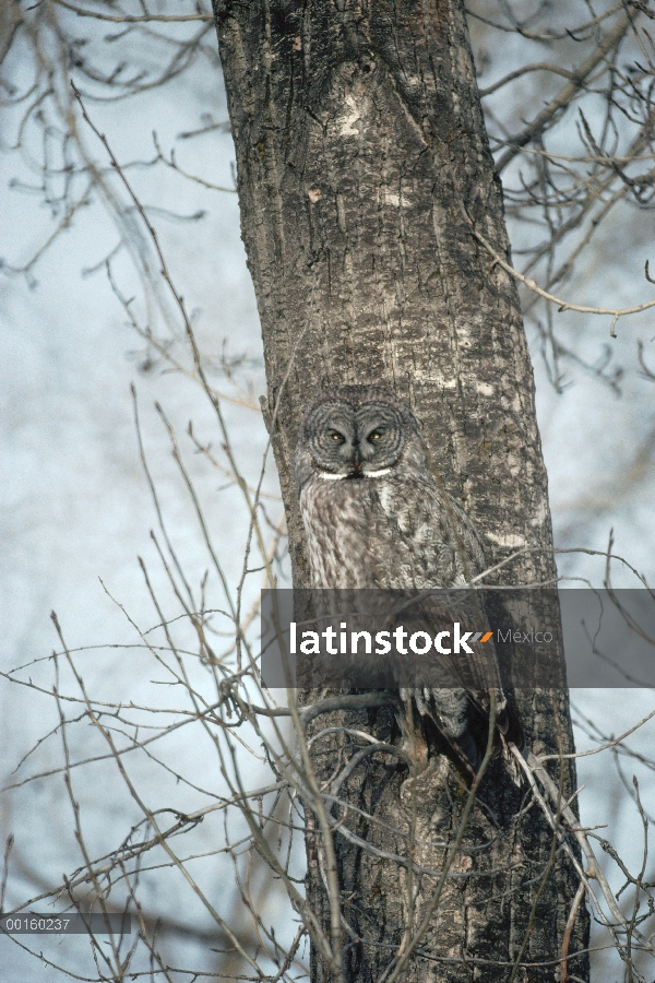 Gris cárabo (Strix nebulosa) camuflado en un árbol, América del norte