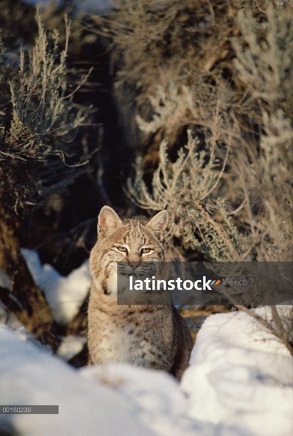 Bobcat (Lynx rufus) adultos en nieve, Idaho