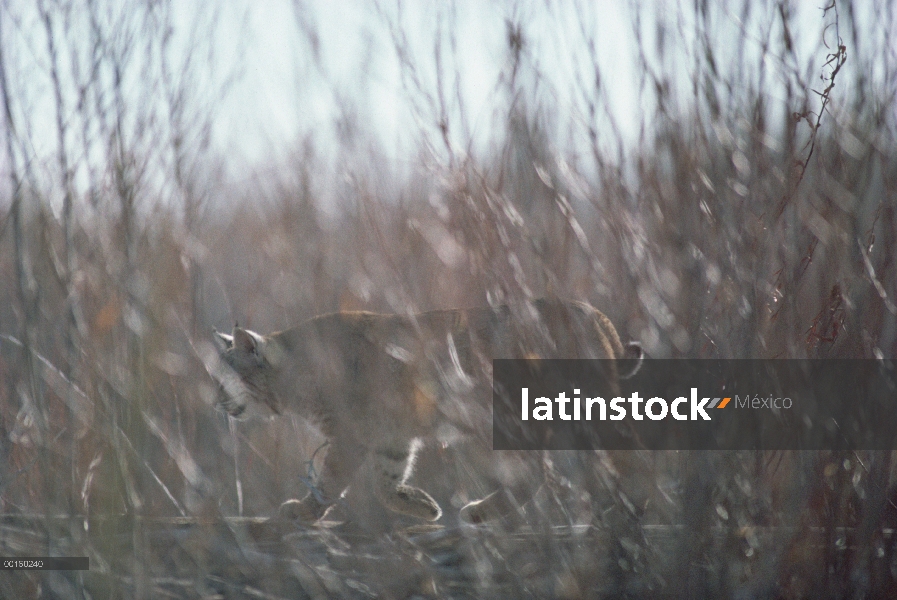 Bobcat (Lynx rufus), acoso a través de hierba alta, Idaho