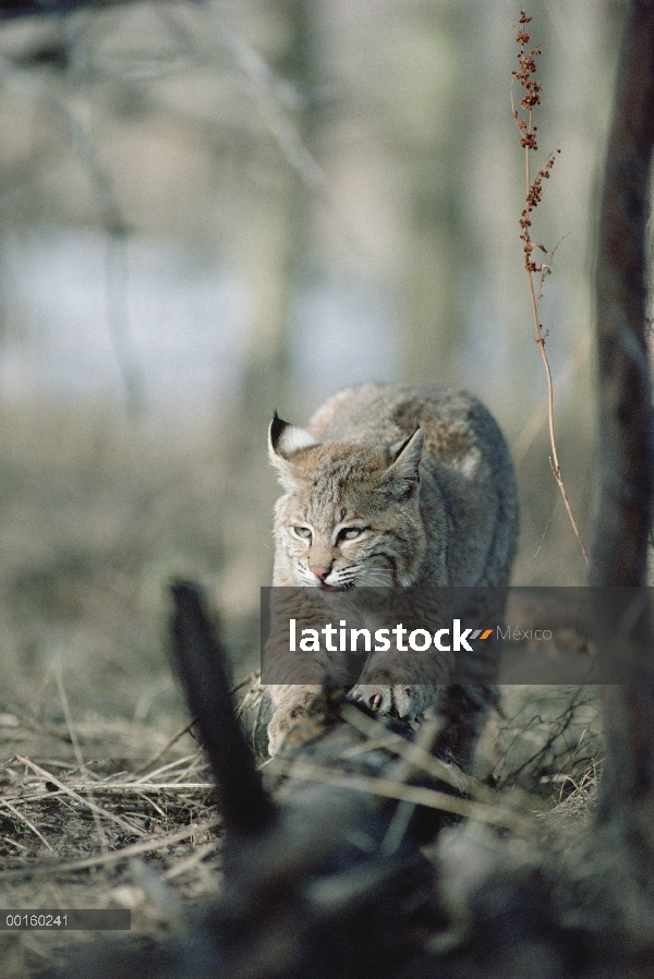 Bobcat (Lynx rufus) rascado garras en troncos, Idaho