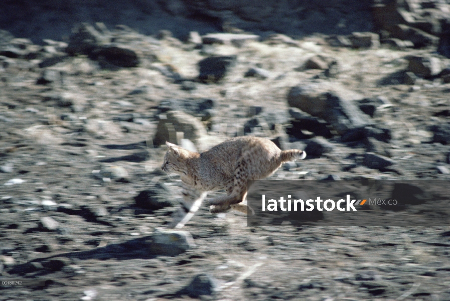 Bobcat (Lynx rufus) corriendo por el suelo rocoso, Idaho