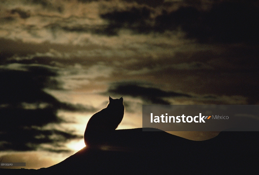 Bobcat (Lynx rufus) silueta en la puesta del sol, Idaho