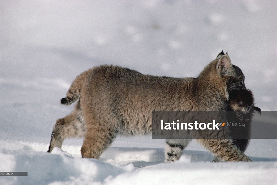 Bobcat (Lynx rufus) llevar muerto presa de rata almizclera (Ondatra zibethicus) en invierno, Idaho. 