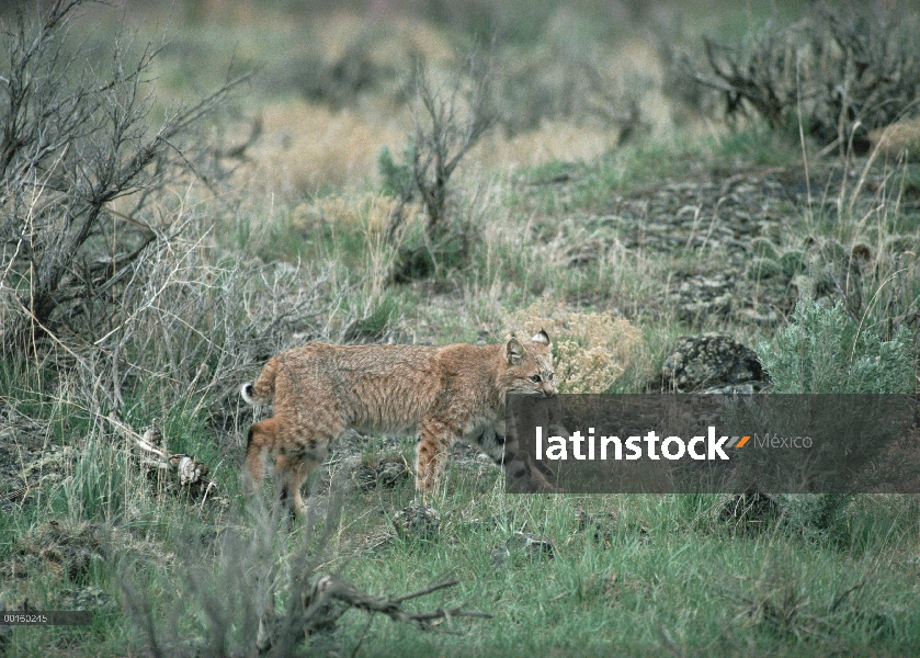 Bobcat (Lynx rufus) llevar presa en el verano, Idaho