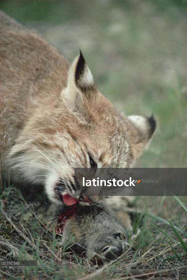 Bobcat (Lynx rufus) alimentándose ardilla en el verano, Idaho