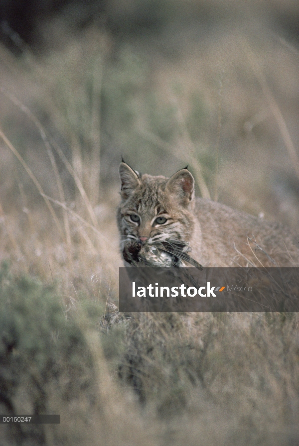 Bobcat (Lynx rufus) que pájaro muerto en el verano, Idaho