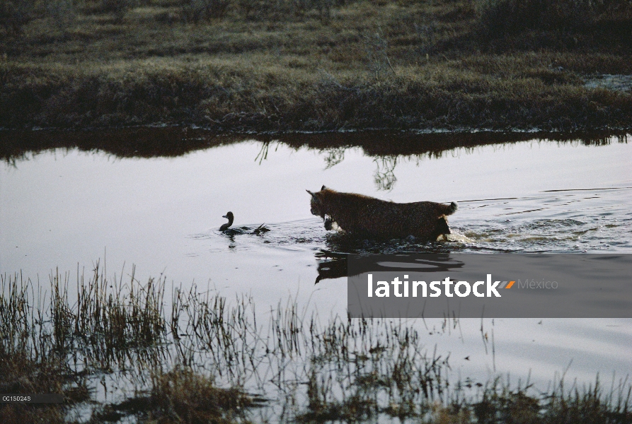 Bobcat (Lynx rufus), acechando a las aves acuáticas en el estanque, Idaho