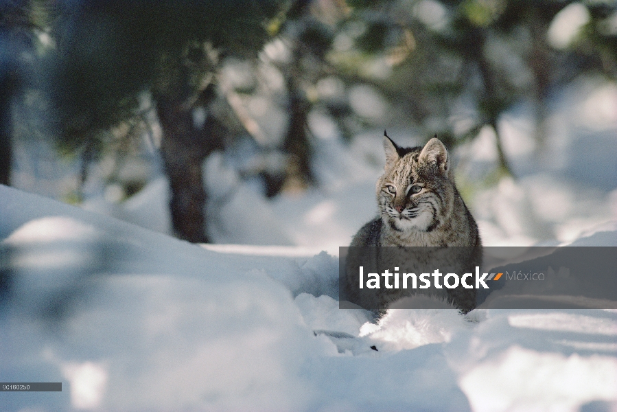 Adulto de Bobcat (Lynx rufus) descansando en la nieve en el invierno, Idaho