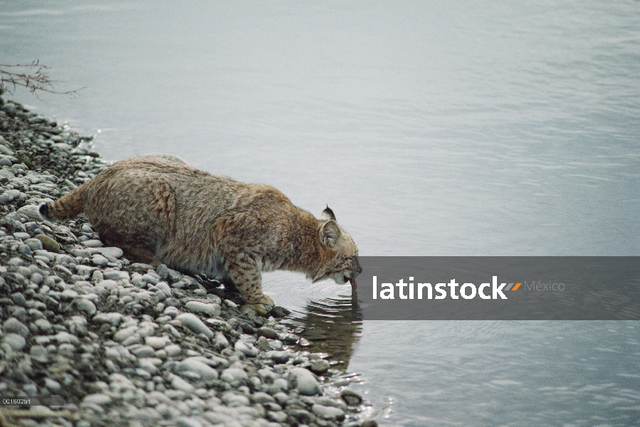 Bobcat (Lynx rufus) beber del lago en el verano, Idaho