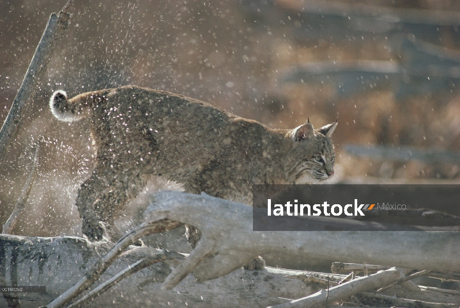 Bobcat (Lynx rufus) sacudiendo el agua Idaho