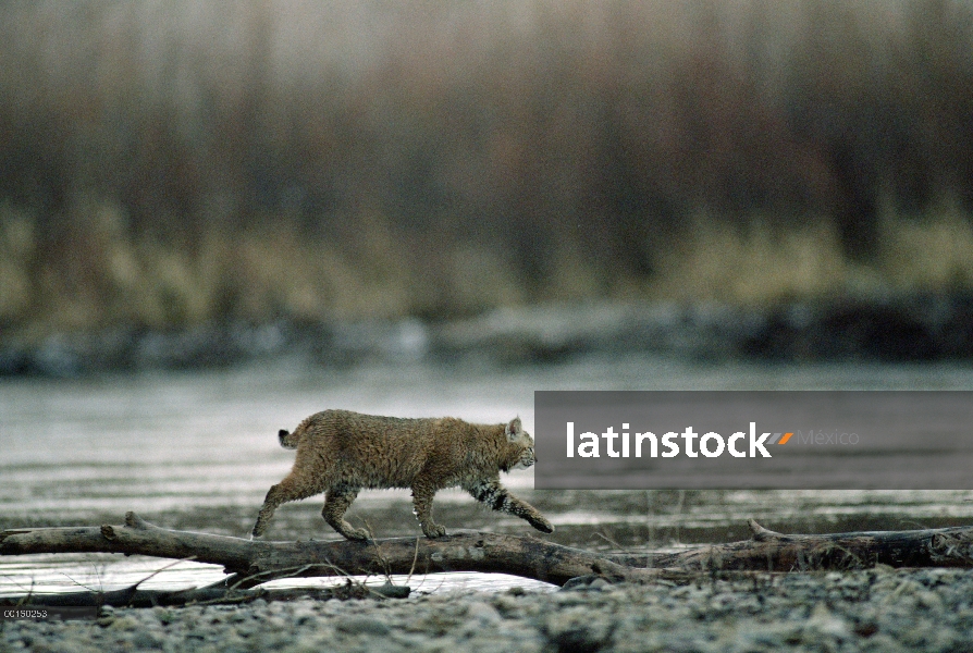 Bobcat (Lynx rufus) caminando por derribado rama de árbol en el otoño, Idaho