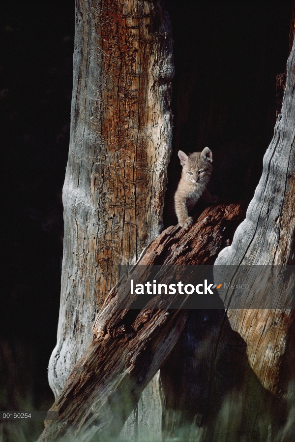 Gatito de Bobcat (Lynx rufus) en Rincón de árbol en el verano, Idaho