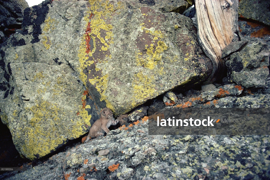 Gatitos de Bobcat (Lynx rufus) en liquen cubiertas rocas en el verano, Idaho