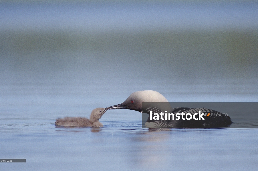 Padre de Pacific Loon (Gavia pacifica) alimentación chick, América del norte