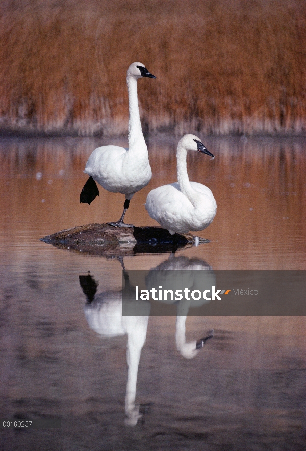 Cisne Trompetero (Cygnus buccinator) par con reflejos en el lago, Parque Nacional de Yellowstone, Wy