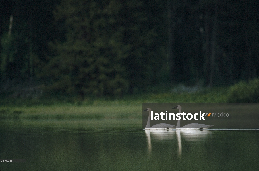 Pareja de Cisne Trompetero (Cygnus buccinator) en el lago, América del norte