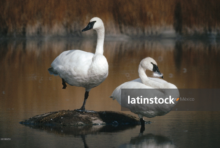 Cisne Trompetero (Cygnus buccinator) par con reflejos en el lago, Parque Nacional de Yellowstone, Wy