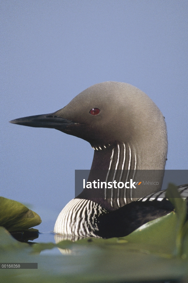 Retrato de adultos Pacific Loon (Gavia pacifica), América del norte