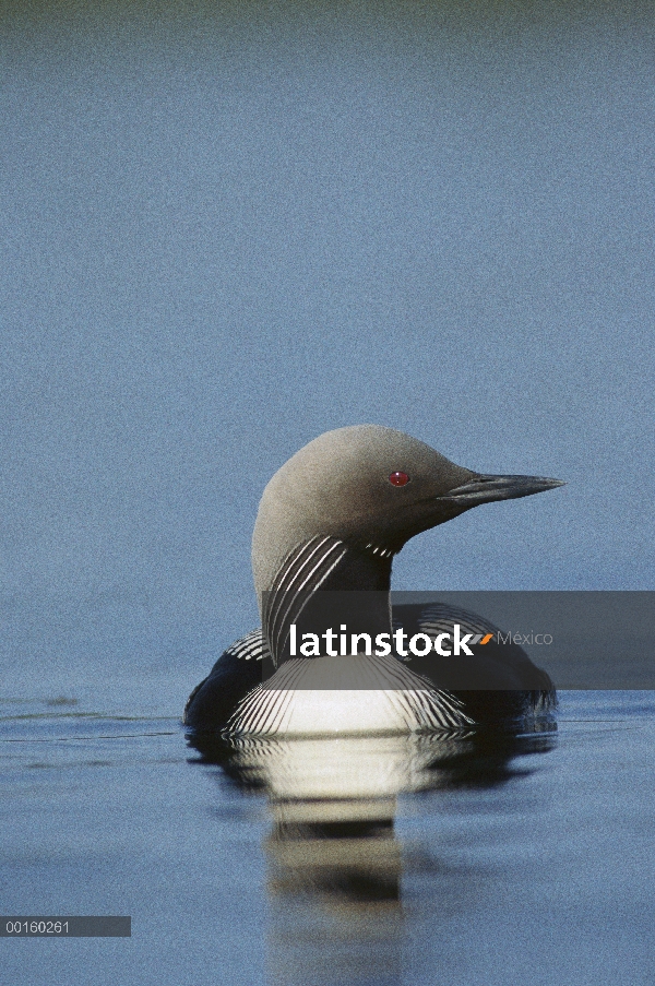 Pacific Loon (Gavia pacifica) en el lago, América del norte