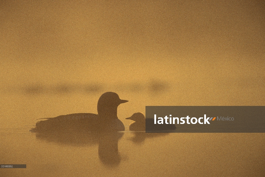 Padre de Pacific Loon (Gavia pacifica) y chick en el lago brumoso, América del norte