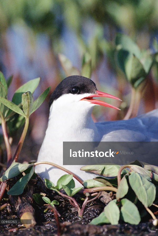 Padre de charrán ártico (Sterna paradisaea) incubando los huevos en el nido, América del norte