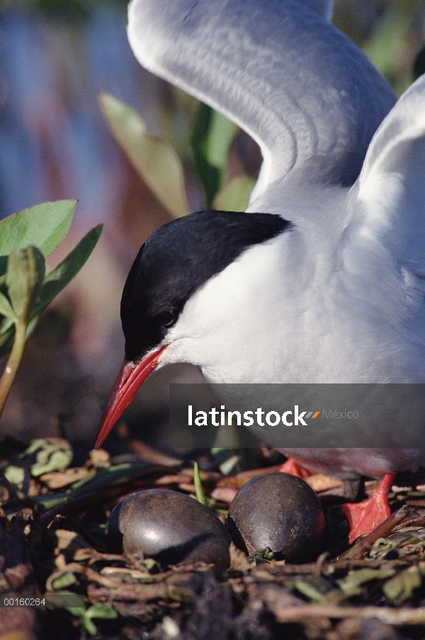 Charrán ártico (Sterna paradisaea) padre tendiendo los huevos en el nido, América del norte