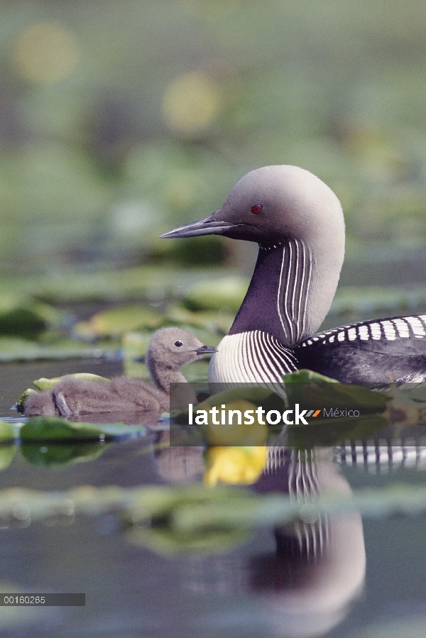 Padre de Pacific Loon (Gavia pacifica) y chick entre nenúfares, América del norte