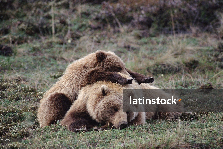 Oso Grizzly (Ursus arctos horribilis) madre y cachorro durmiendo, Parque Nacional de Denali y Preser