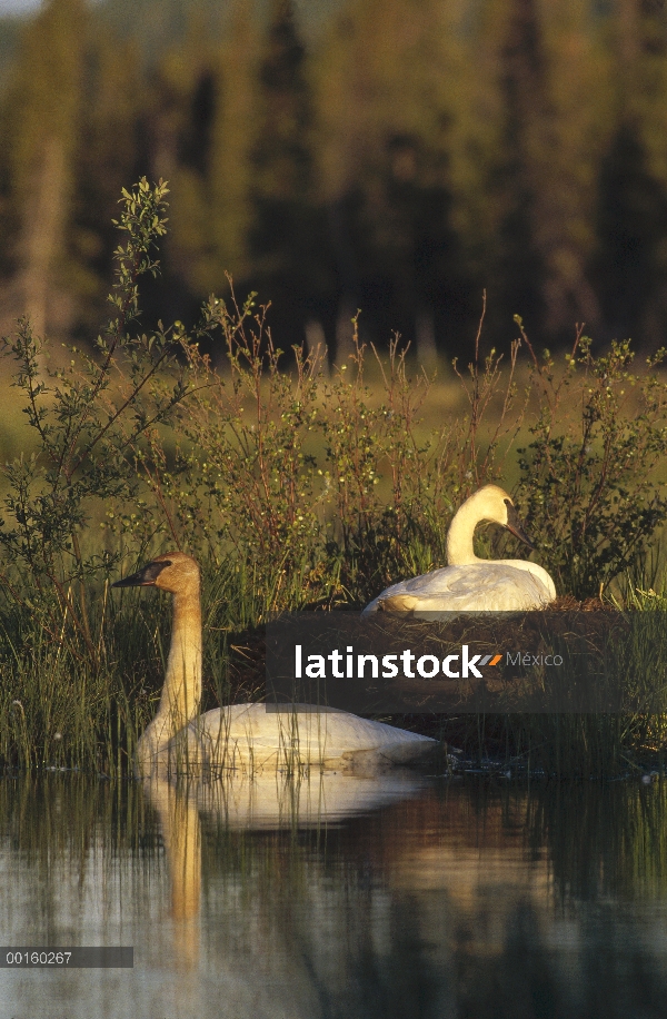 Cisne Trompetero (Cygnus buccinator) hembra incubando los huevos como hombre nada cerca, América del