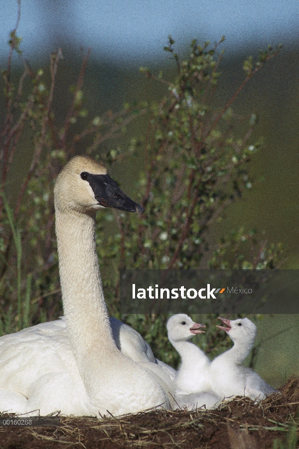 Cisne Trompetero (Cygnus buccinator) padres y riñendo pichones de día, América del norte