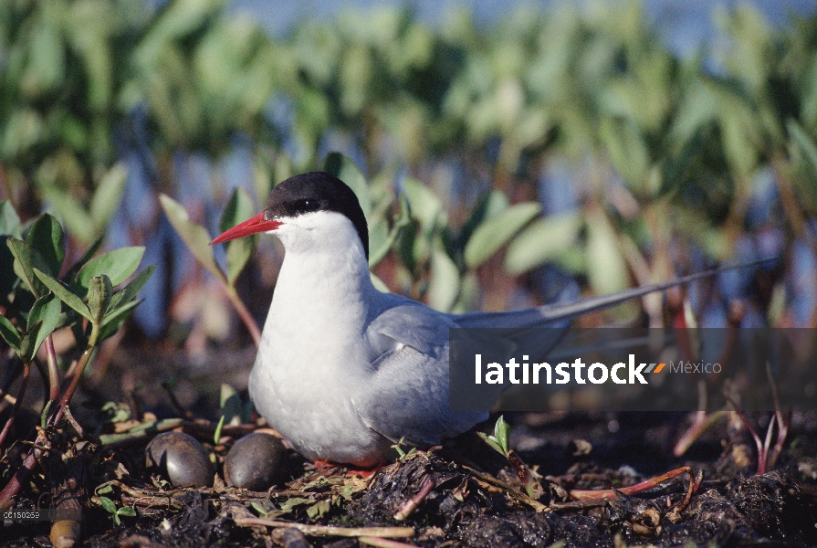 Charrán ártico (Sterna paradisaea) padres cuidando huevos en el nido, Ártico de América del norte