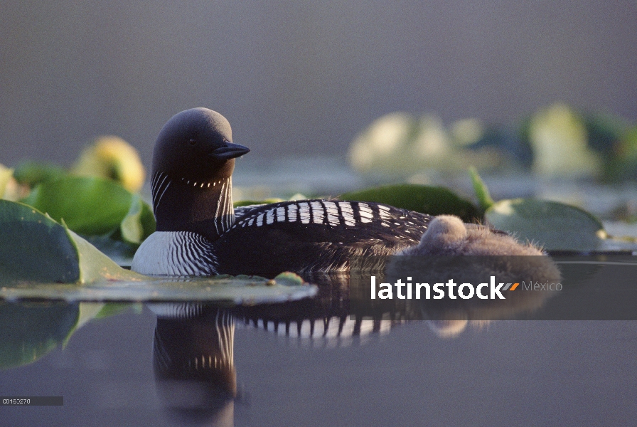 Padre de Pacific Loon (Gavia pacifica) y chick entre nenúfares, América del norte