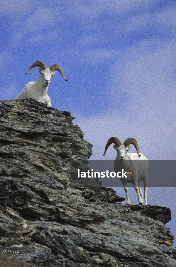 Par de carneros de Dall (Ovis dalli) en afloramientos de roca, América del norte