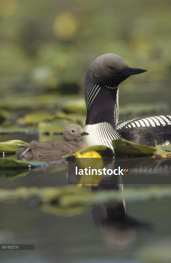 Padre de Pacific Loon (Gavia pacifica) y chick entre nenúfares, América del norte