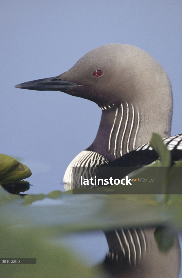 Retrato de adultos Pacific Loon (Gavia pacifica) entre nenúfares, América del norte