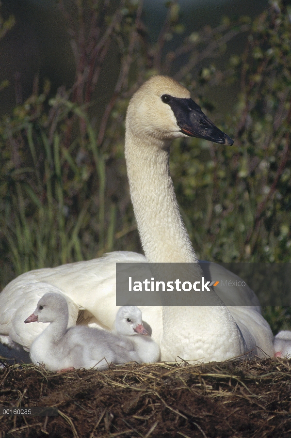 Cisne Trompetero (Cygnus buccinator) madre en el nido con polluelos, América del norte