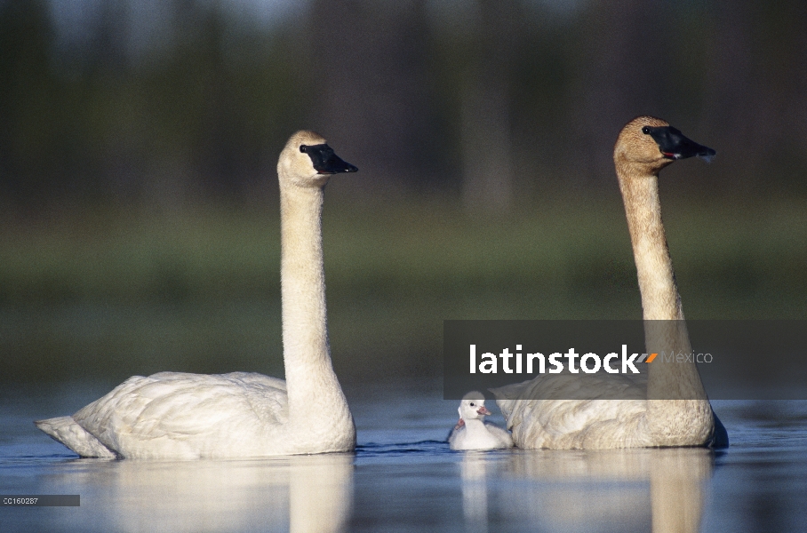 Cisne Trompetero (Cygnus buccinator) madre y padre con único pollo, América del norte