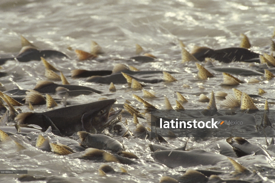 Salmón rosado (Oncorhynchus gorbuscha) desove en masa en el río de Lowe que desemboca en el brazo de