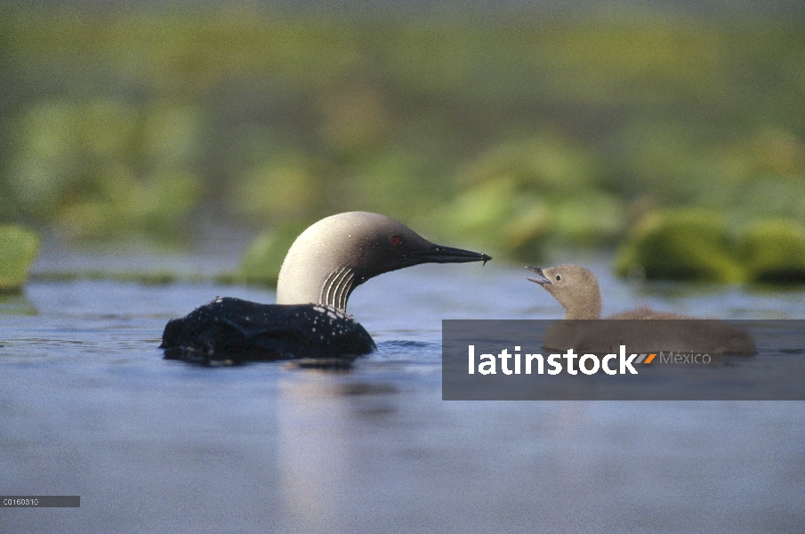 Padre de Pacific Loon (Gavia pacifica) y chick, América del norte