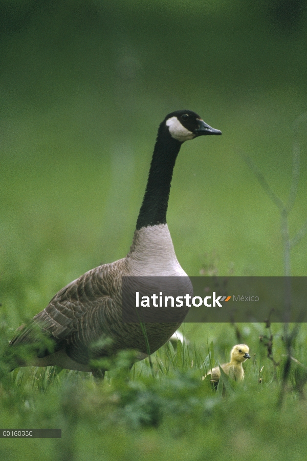 Barnacla Canadiense (Branta canadensis) padre con gosling, América del norte