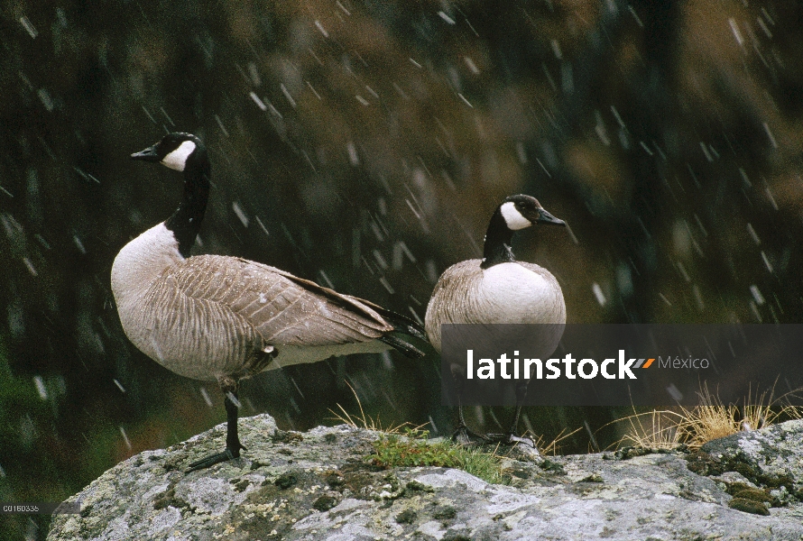 Barnacla Canadiense (Branta canadensis) par en tormenta de nieve, América del norte