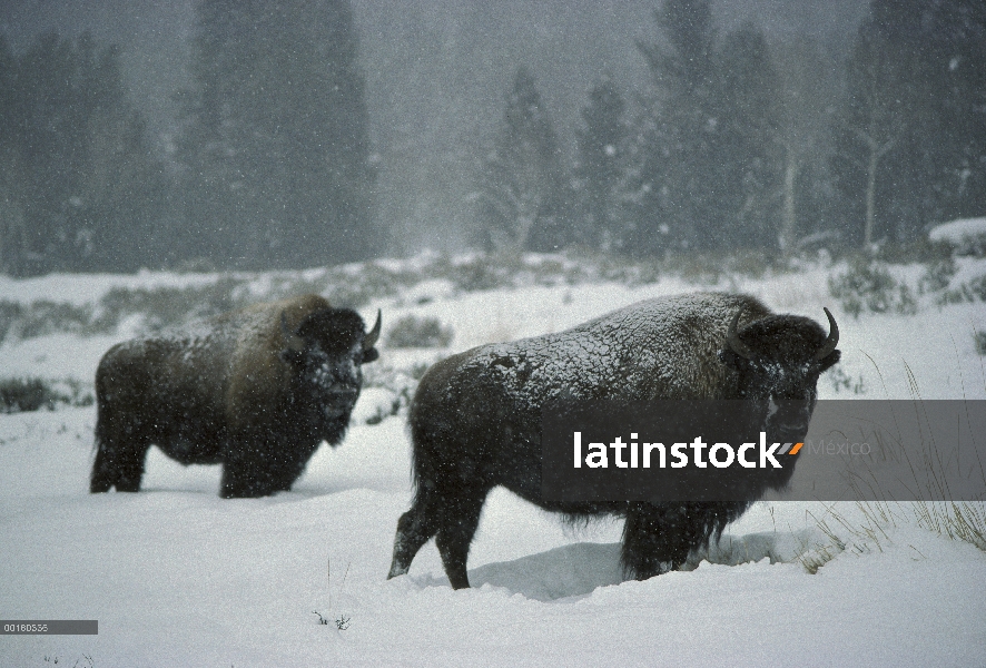 Par de bisonte americano (bisonte del bisonte) en nieve, Idaho