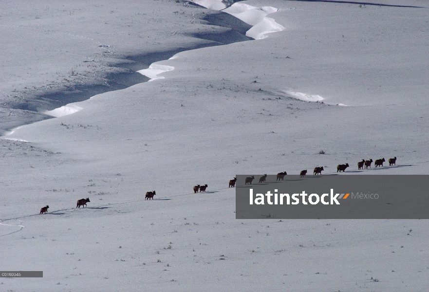 Manada de Elk (Cervus elaphus) en invierno, Parque Nacional de Yellowstone, Wyoming