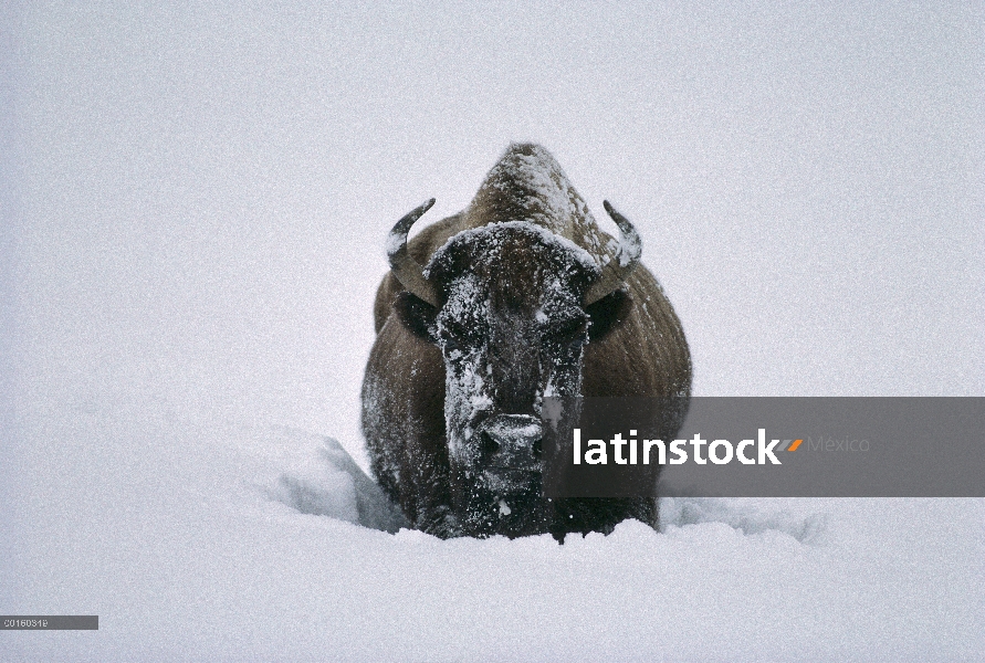 Bisonte americano (bisonte del bisonte) en nieve profunda, Parque Nacional de Yellowstone, Wyoming